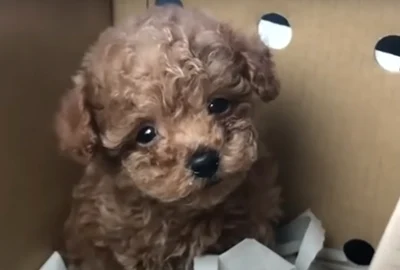 Pooddle Canish Mini Toy foto captura youtube jpg