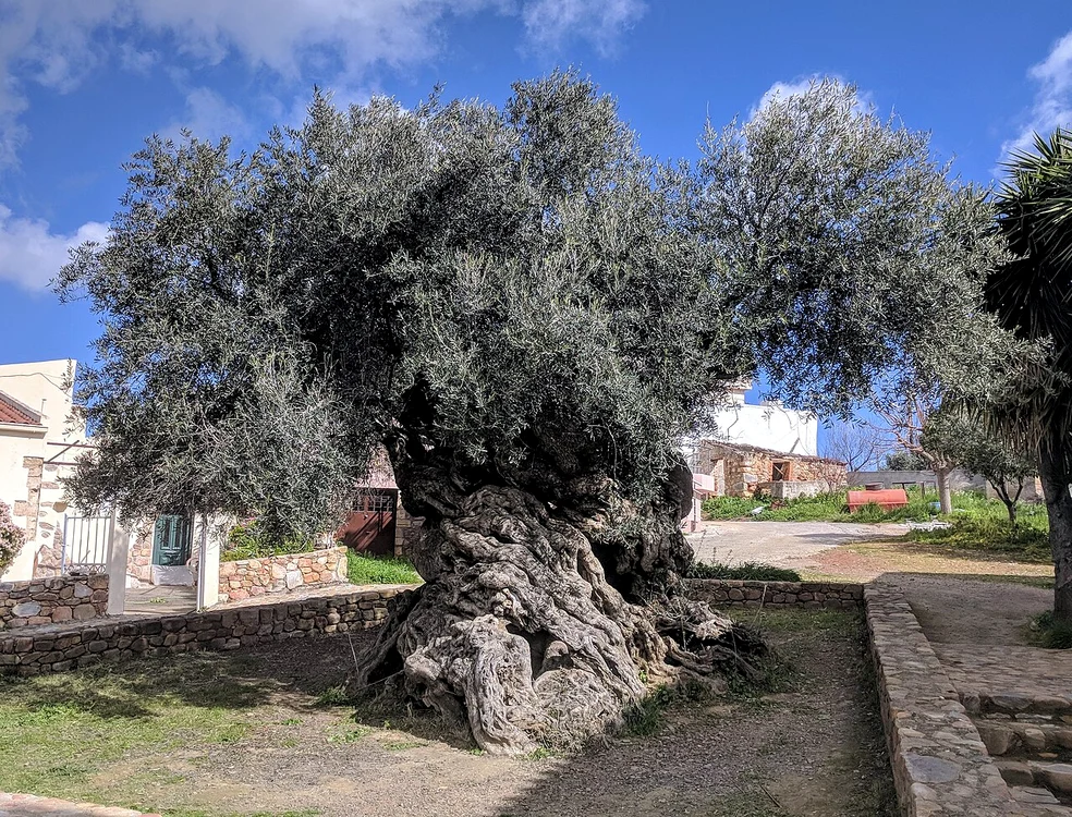 Arborele care a supraviețuit 3.000 de ani și încă produce măsline de calitate