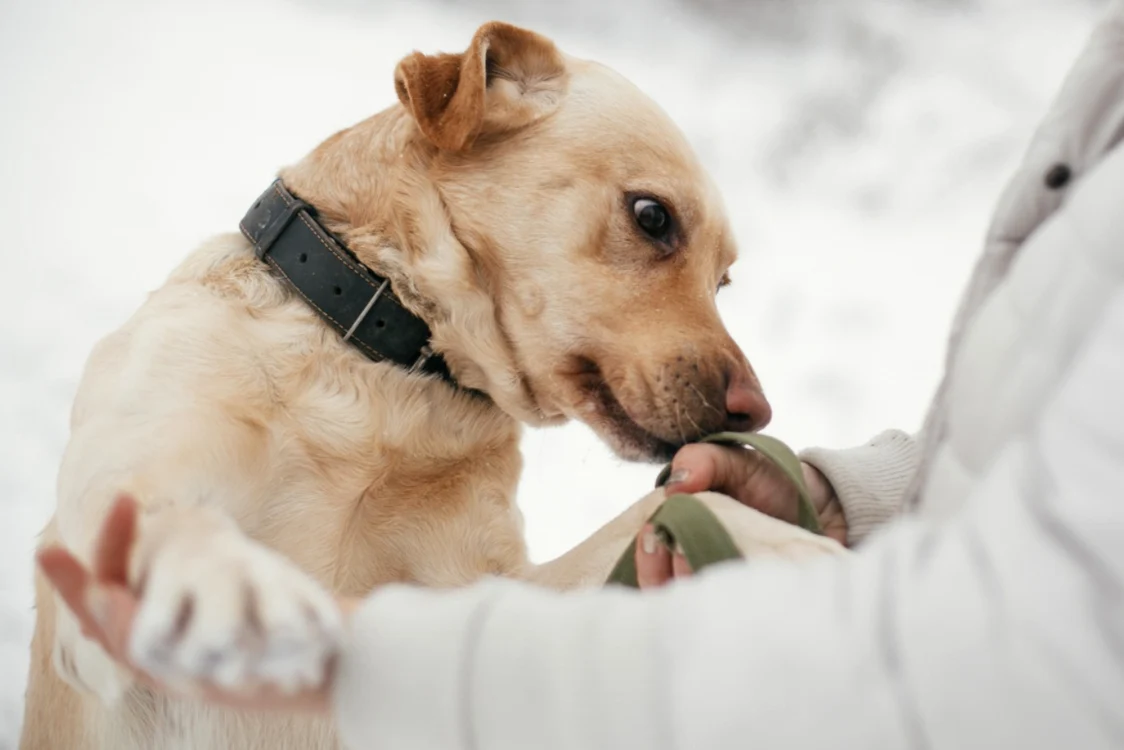 Evită să faci acest gest când un câine te miroase! / foto: Shutterstock