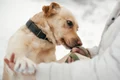 Greșeala pe care să nu o faci niciodată dacă un câine vine să te miroase, foto shutterstock jpg