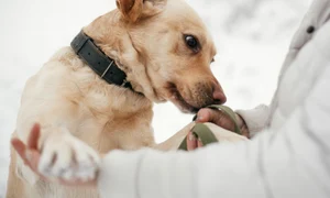 Greșeala pe care să nu o faci niciodată dacă un câine vine să te miroase, foto shutterstock jpg