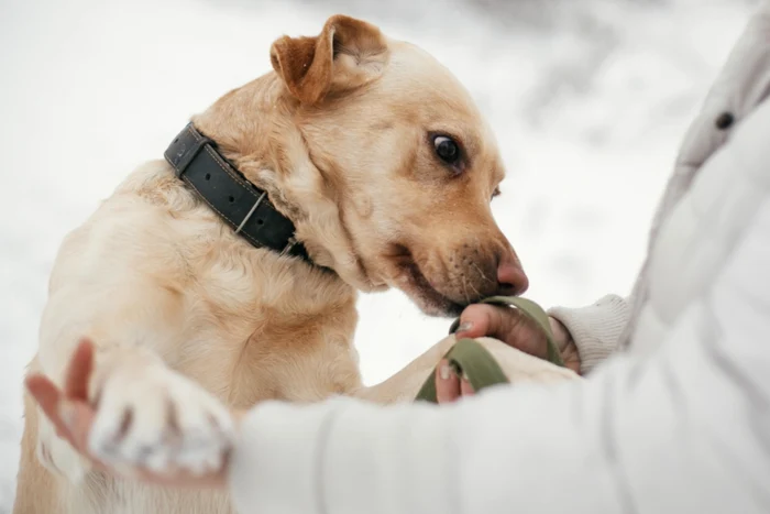 Evită să faci acest gest când un câine te miroase! / foto: Shutterstock