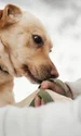Greșeala pe care să nu o faci niciodată dacă un câine vine să te miroase, foto shutterstock jpg