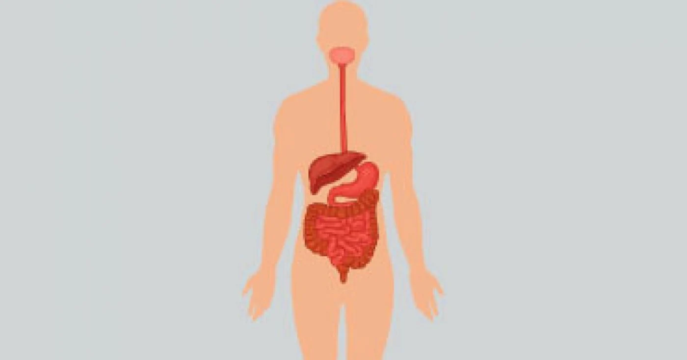 Fiecare organ al corpului uman are altă vârstă