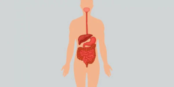 Fiecare organ al corpului uman are altă vârstă