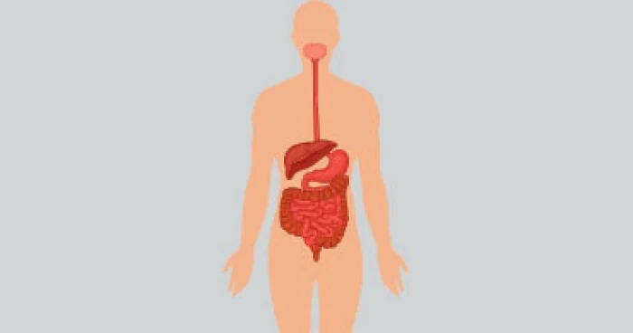 Fiecare organ al corpului uman are altă vârstă