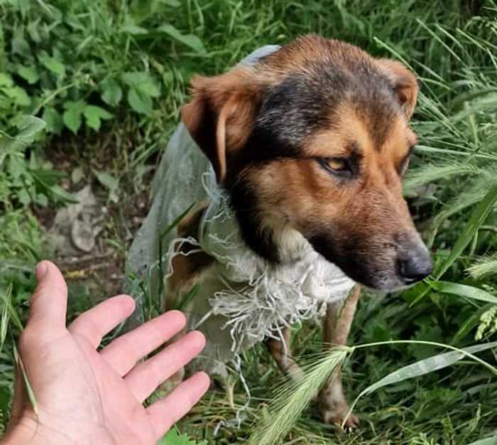 Cățelușa băgată într-un sac și abandonată FOTO: Corina Grigore 