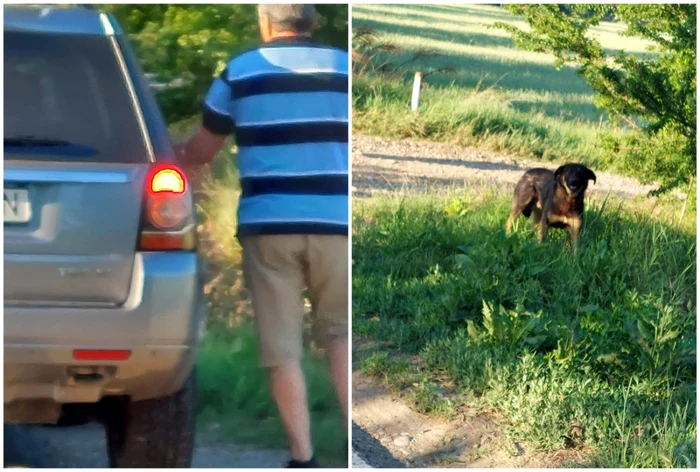 Bărbatul şi-a abandonat câinele în zona Mănăstirii Căldăruşani, comuna Gruiu, Ilfov  Foto: Facebook/ Protectia Animalelor CJ Ilfov