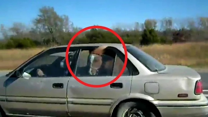 
    Animalul este plimbat cu maşina  