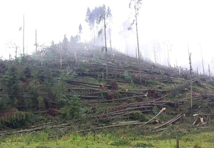 Pădurea din Ulma se află la intersecţia a trei văi adânciFoto: Mediafax