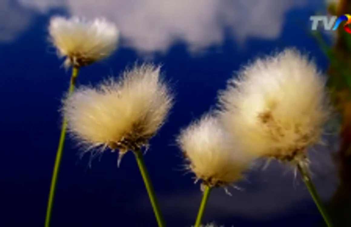 Documentar TVR despre flori, frumuseţe, mizerie şi sfârşitul lumii.