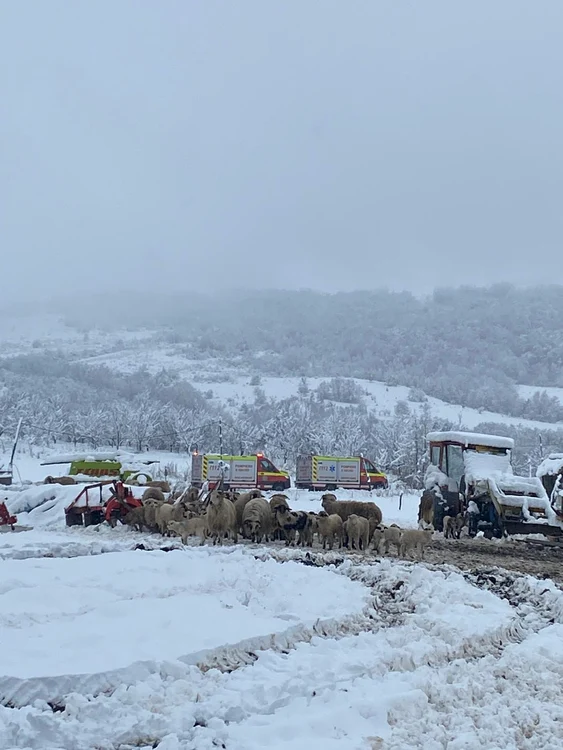 Zeci de oi au murit surprinse de căderea saivanului. FOTO ISU Cluj