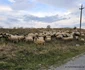 Drumul Bunila Vadu Dobrii Tinutul Pădurenilor Foto Daniel Guță ADEVĂRUL (10) jpg