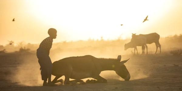 Animalele mor în Etiopia din cauza secetei FOTO UNICEF/Mulugeta Ayene