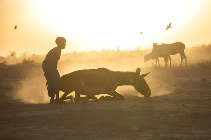 Animalele mor în Etiopia din cauza secetei FOTO UNICEF/Mulugeta Ayene