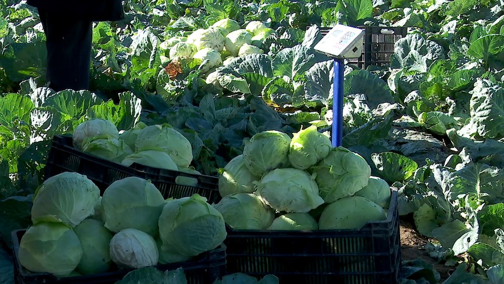 Celebra varză de Buzău, chinuită de secetă și de temperaturile extreme. Cât costă kilogramul la producători