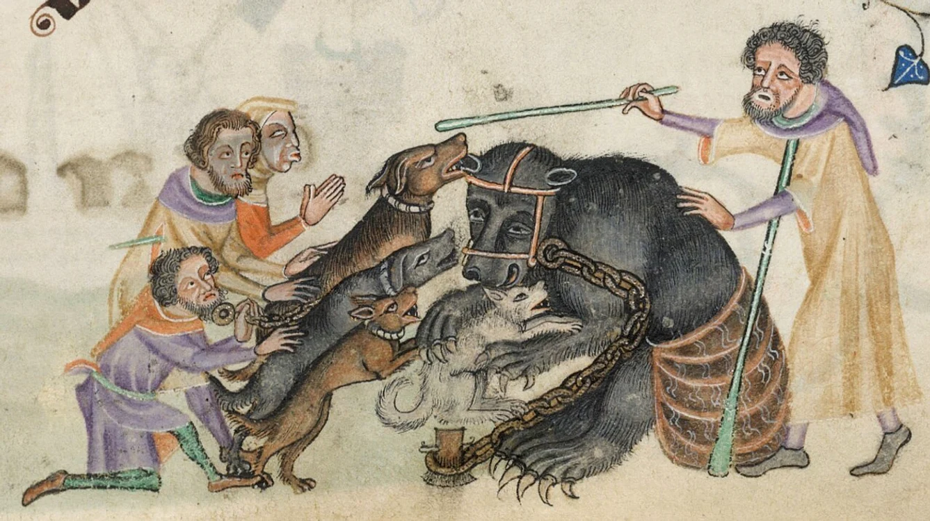 „Bear-baiting”, ilustrație din secolul al XIV-lea