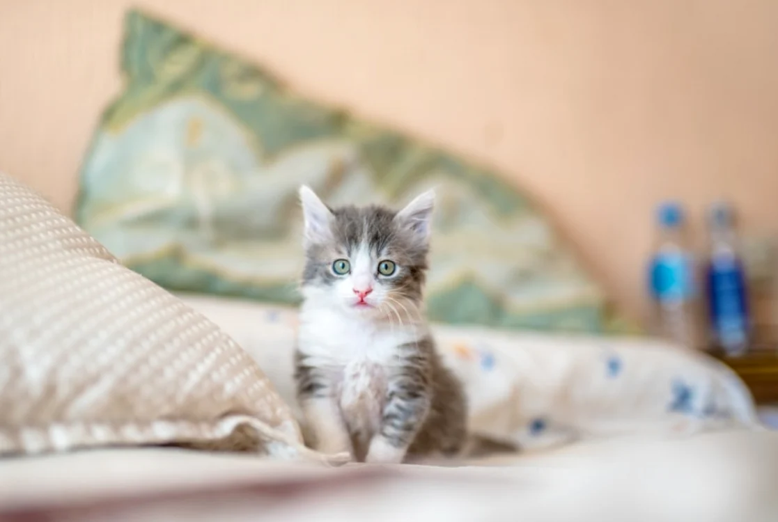 Uciderea cu intenţie a animalelor este o infracţiune. FOTO: Unsplash.com