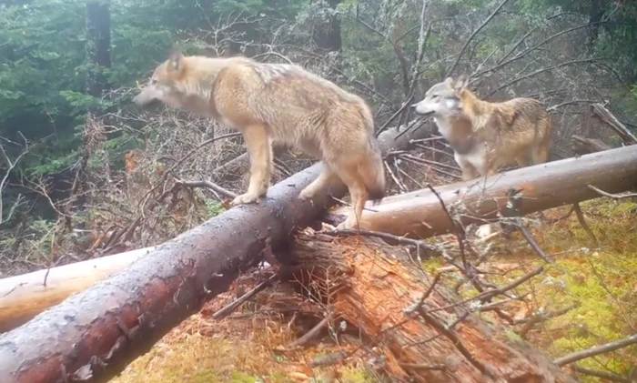 Lupi în Piatra Caiului Captură video România Sălbatică