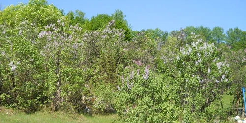 pădurea de liliac de la ponoare 