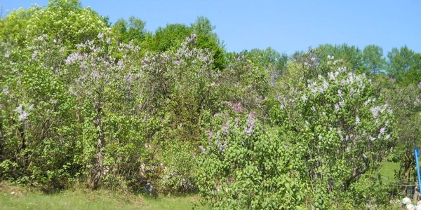 pădurea de liliac de la ponoare 