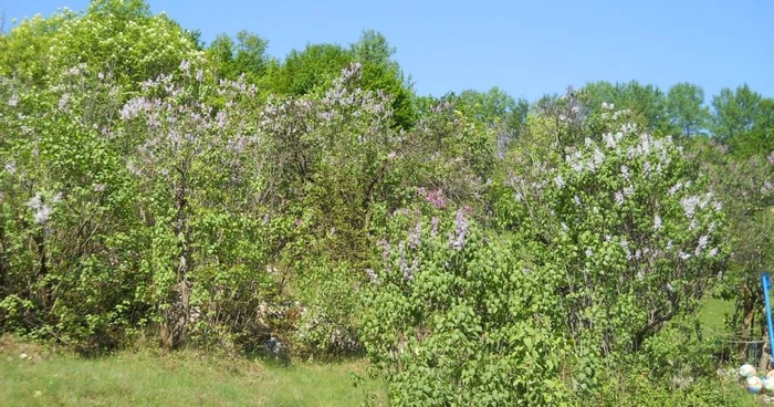 pădurea de liliac de la ponoare