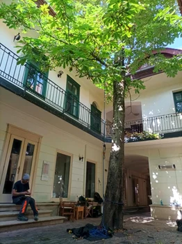 Copacul din curtea Casei Artelor FOTO Andrei Condoroş