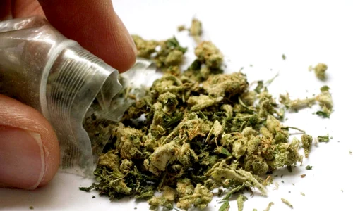 cannabis