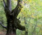 paduri stranii