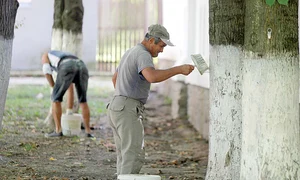 Pomii sunt văruiți  pentru a da  localității un  aspect îngrijit jpeg