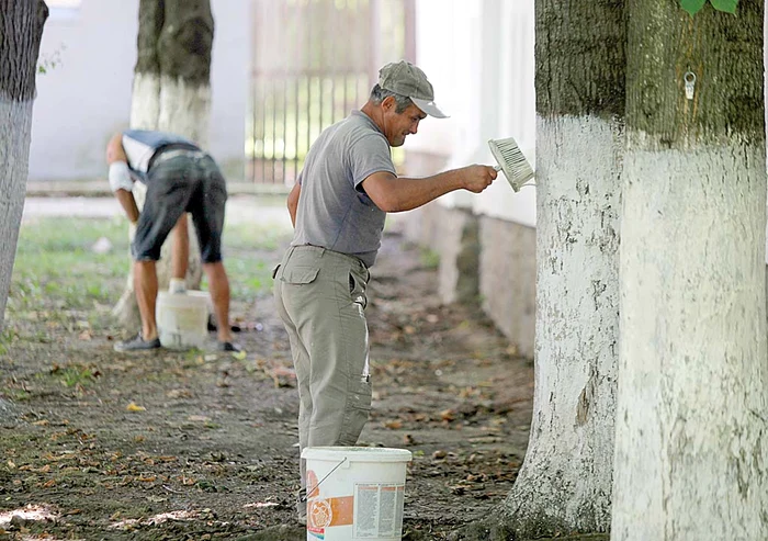 Pomii sunt văruiți  pentru a da  localității un  aspect îngrijit