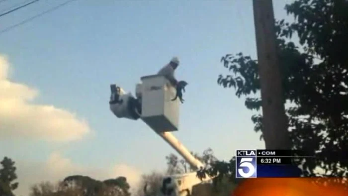 Pisica era atât de speriată încât l-a atacat pe salvatorul ei