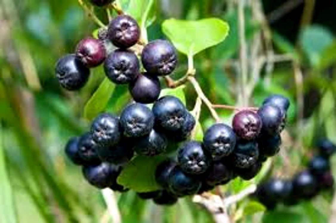 Fructele de aronia revigorează memoriaSursa foto: Adevărul.ro