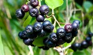 aronia incetineste imbatranirea jpeg