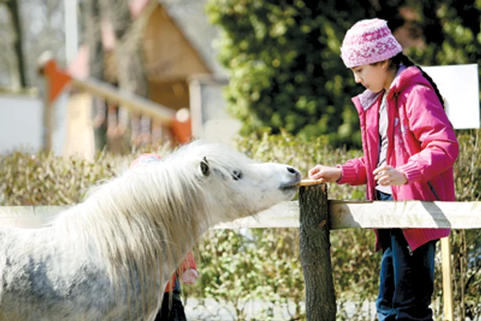 Oradea: REGIUNEA PE SCURT / Ghizi de-o şchioapă la Zoo