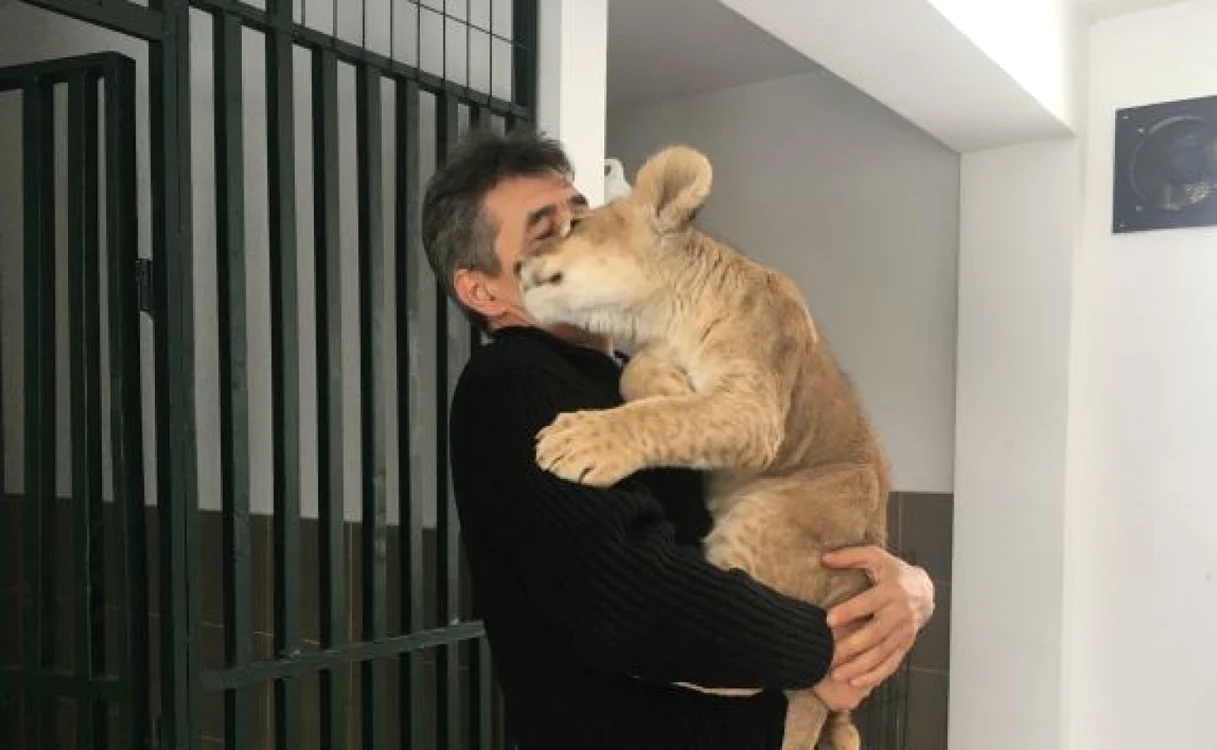 Puiul de leu este crescut de angajaţii grădinii zoologice din Craiova