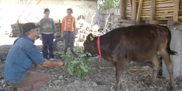 Sătenii sunt îngrijoraţi pot rămâne fără animale
