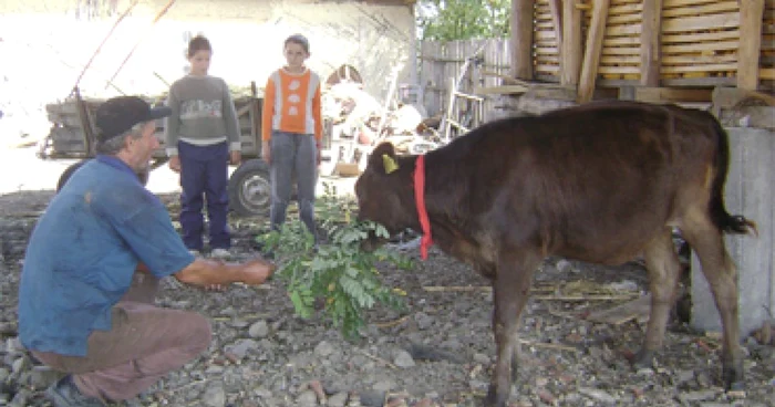 Sătenii sunt îngrijoraţi pot rămâne fără animale