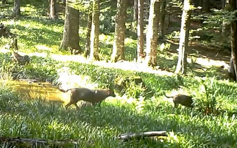 România, plină de sălbăticiuni care dau fiori oamenilor. De ce sunt atât de temute unele animale VIDEO