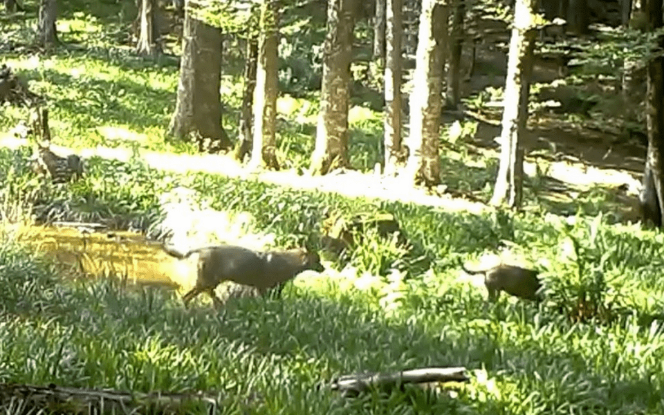 Haită de lupi în Parcul Național Retezat. Rezervația din Hunedoara, ideală pentru animalele sălbatice
