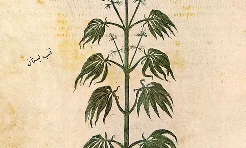 O scurtă istorie a cannabisului jpeg