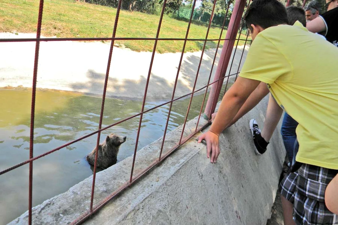 Baloo şi Mia ies rar de la  umbră, şi atunci doar  pentru o baie straşnică (Foto: Dana Mihai)