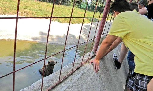 Baloo şi Mia ies rar de la  umbră, şi atunci doar  pentru o baie straşnică (Foto: Dana Mihai) jpeg