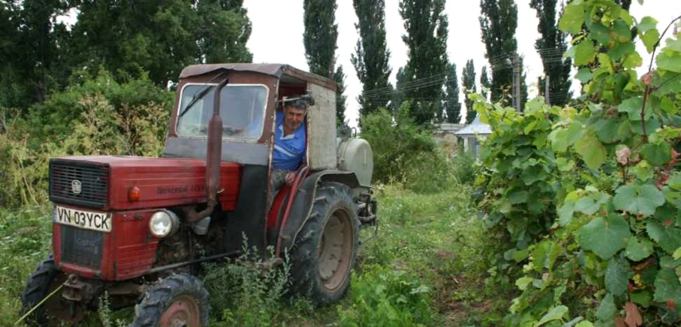 Podgorenii nu au putut să facă tratamente corecte la vii, din cauza ploilor