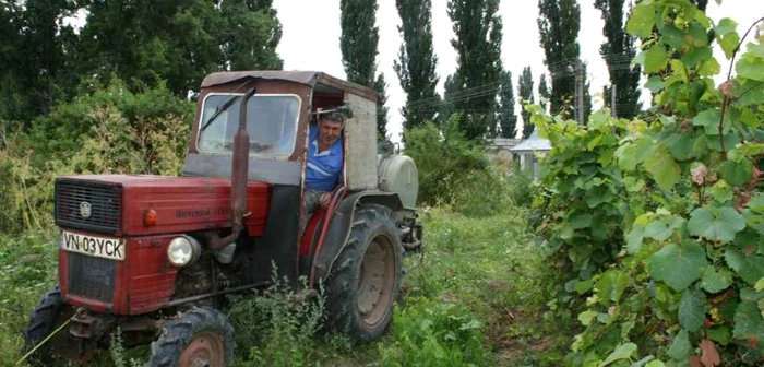 Podgorenii nu au putut să facă tratamente corecte la vii, din cauza ploilor