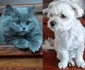 “Colecția” lor de animale s-a mărit cu nou venitul în familie, motănelul Atlas, un “cadou viu” de la Temi și Dora pentru Monica Davidescu, cu o ocazie specială