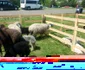 targ agro-zoo bt
