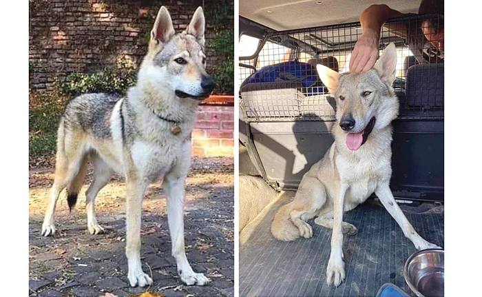 Arya, animăluţul năzdrăvan. Obosită, dar fericită: din nou alături de Alex