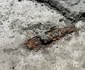 Un dulap descoperit într-o casă din Pompeii, plin cu obiecte personale