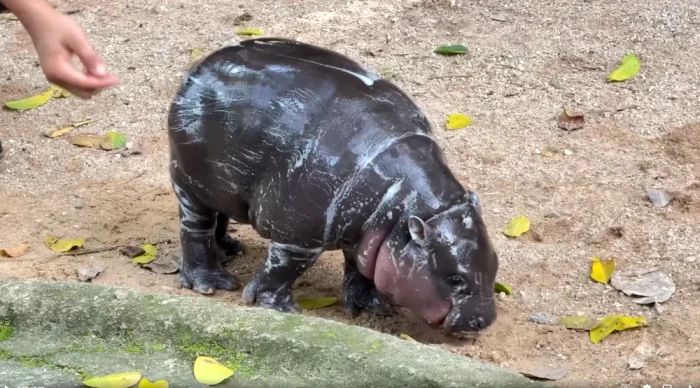 Moo Deng. FOTO captură video Khao Kheow Open Zoo